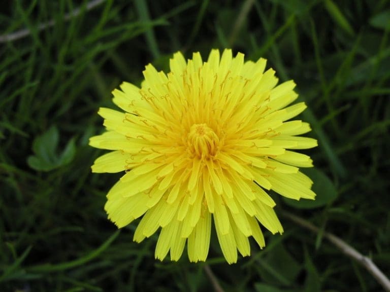 Dandelion