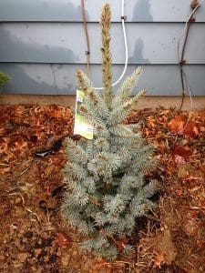 Blue Spruce Sapling