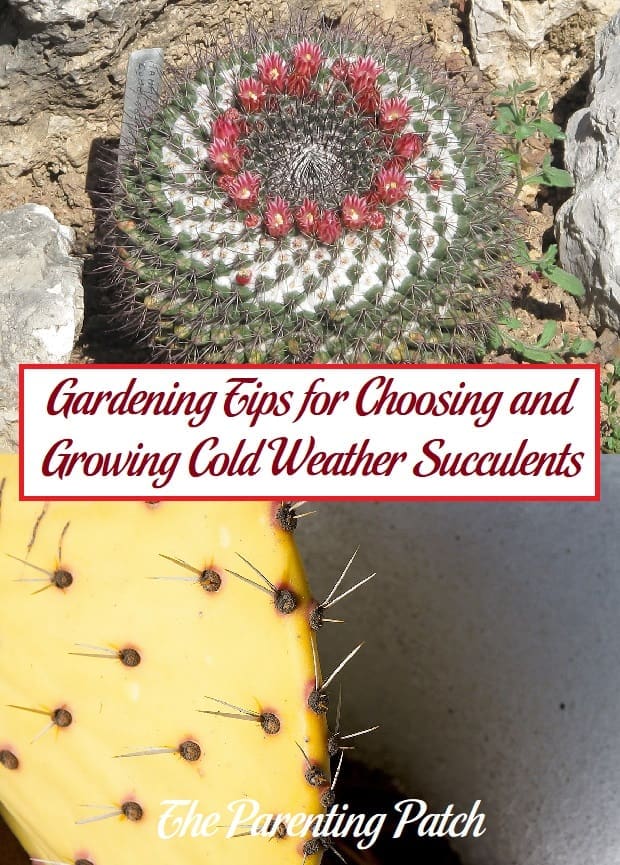 Gardening Tips for Choosing and Growing Cold Weather Succulents
