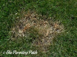 Dead Thistle in Grass from Vinegar