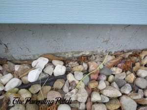 Thistle Destroyed by Vinegar