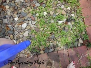 Spraying Weeds with Vinegar