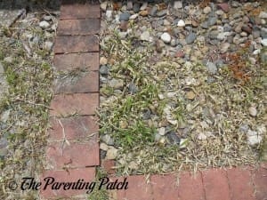 Weeds Yellowed from Vinegar