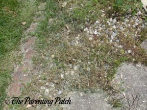 Weeds Dying from Vinegar