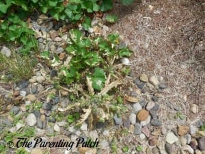 Big Thistle Dying from Vinegar