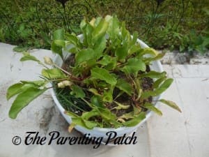 Beets Growing Larger in a Container