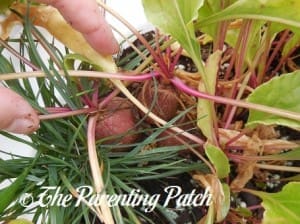 Beets in the Soil in a Container