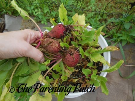 Harvesting the Beets