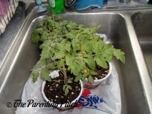 Small Tomato Plants in Sink