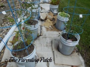Tomato Plants Growing in Containers 6