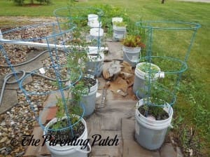 Tomato Plants Growing in Containers 7