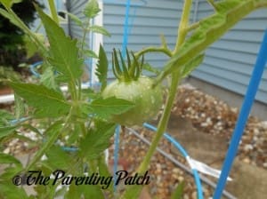 Green Tomato on Vine
