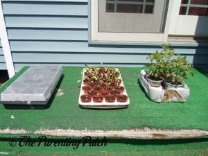 Small Tomato Plants in the Sun