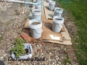 Preparing to Transplant the Small Tomato Plants