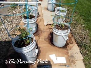 Tomato Plants Growing in Containers 1