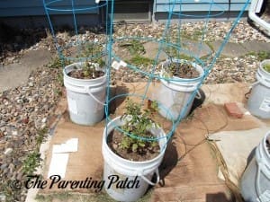 Tomato Plants Growing in Containers 2