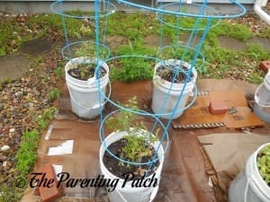 Tomato Plants Growing in Containers 3