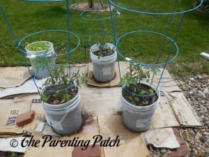 Tomato Plants Growing in Containers 4