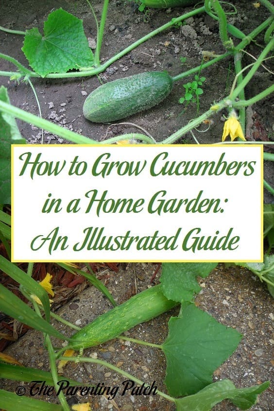 How to Grow Cucumbers in a Home Garden: An Illustrated Guide