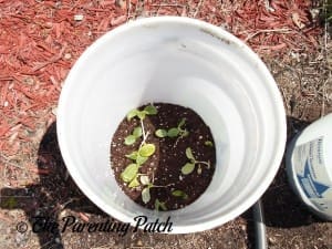 More Squash Seedlings Growing