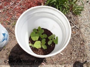 Larger Squash Seedlings