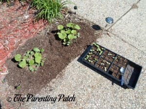 Transplanting More Squash Seedlings