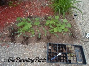 Garden of Squash Seedlings