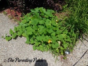 Medium Squash Vines