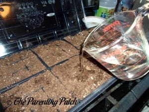 Moistening the Starter Soil