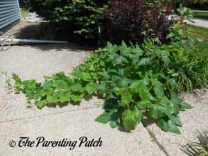 Large Squash Vines
