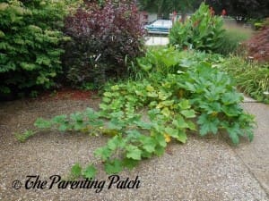 Fully Grown Squash Vines