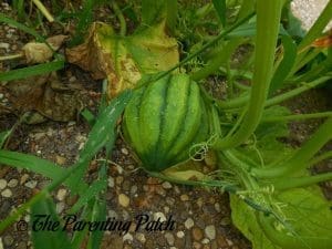 Green Squash Fruit