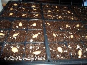 Squash Seeds on Soil