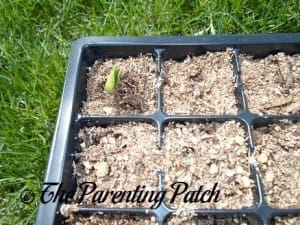 Squash Seedling Emerging