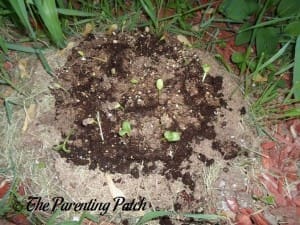 Transplanting the Squash Seedlings