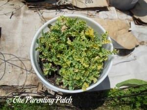 Kale in a Container Garden 3