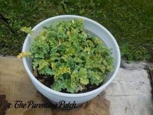 Kale in a Container Garden 4