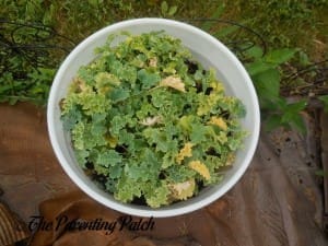 Kale in a Container Garden 5