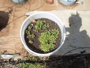 Small Kale Sprouts 4