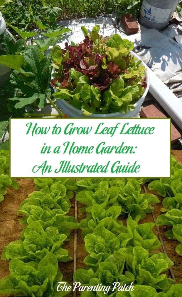 How to Grow Leaf Lettuce in a Home Garden: An Illustrated Guide