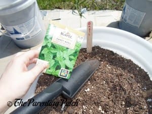 Planting Basil Seeds