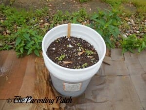 Small Basil Seedlings