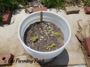 Larger Basil Seedlings
