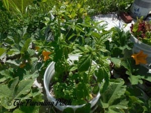 Two Large Basil Plants