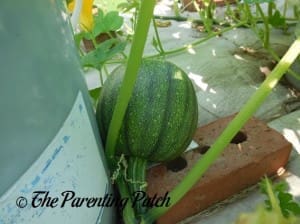 Medium Pumpkin Fruit