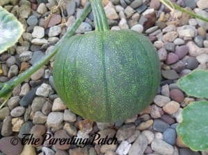 Green Pumpkin Growing on Vine