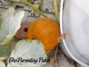 Orange Pumpkin on Vine