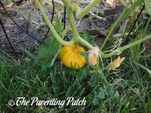 Small Orange Pumpkin on Vine