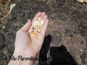 Planting the Pumpkin Seeds 