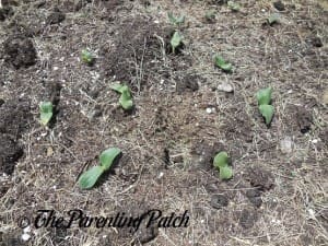 Small Pumpkin Seedlings